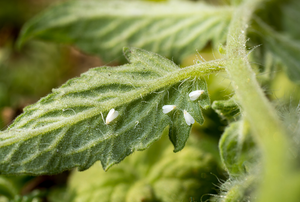 Small white bugs on the leaf of a plant