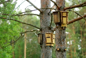 wooden bat homes on pine trees