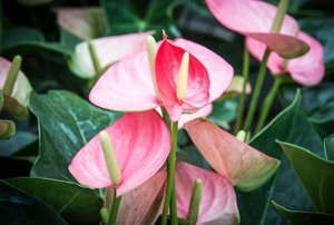 Pink anthurium blooms