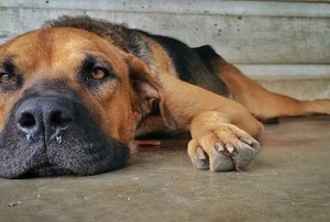 A dog laying on concrete basement floors.