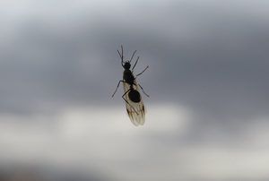 A flying ant's silhouette against a blurred, cloudy sky.