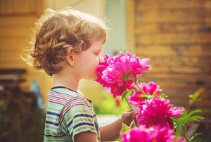 A young boy smelling a pink peony flower.