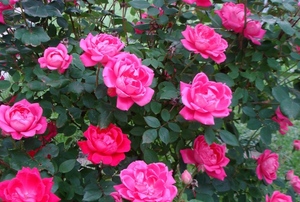Pink knockout rose bush