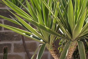 A yucca plant in front of a brick wall.