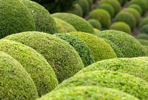 Rows of boxwood shrubs