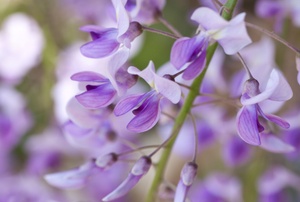 A wisteria plant.