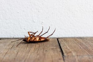 A dead cockroach.