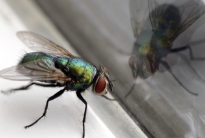 House Fly & Glass Reflection Closeup