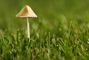 A mushroom in a lawn. 