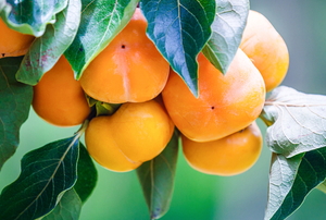 orange persimmons growing on a tree