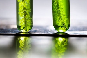 green bubbles in glass vials