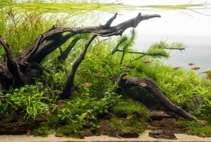 aquarium with natural plants