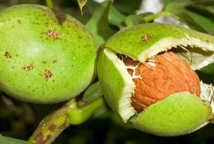 fresh walnuts growing on a tree