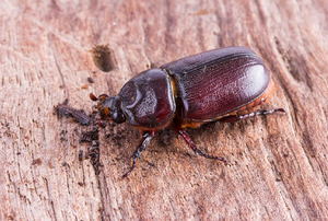 A cockroach on wood.