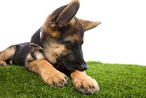 German shepherd puppy laying in grass chews on its paw.
