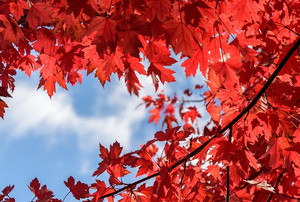 Red leaf maple tree