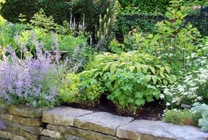 plants in a raised flower bed