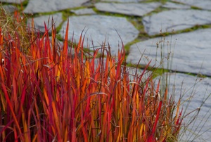 Japanese blood grass growing next to a paved walkway