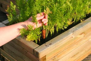 A raised bed garden box with carrot plants.