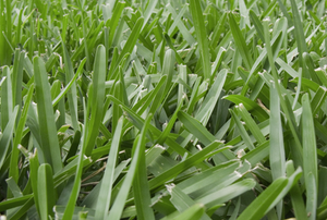 St. Augustine grass.