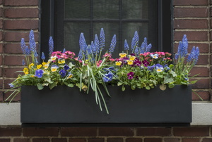 Window box filled with colorful flowers