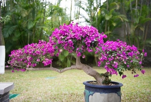 A purple flowering bonsai plant in a pot.