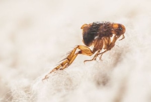 flea jumping on white carpet