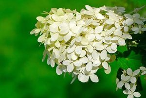 Hydrangea Paniculata "Limelight."