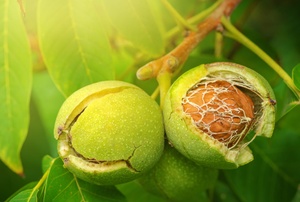 Walnuts in their green outer casing