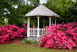 White gazebo surrounded by pink plants and greenery