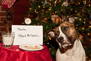 dog eats santa's cookies