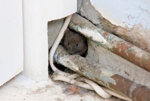 A mouse peeking out from a hole in the wall.