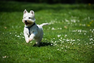 dog running in grass field