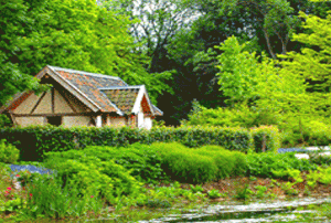 An English cottage stands amidst the controlled chaos of its garden.