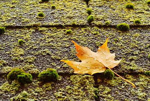 A leaf on a moss-covered roof.