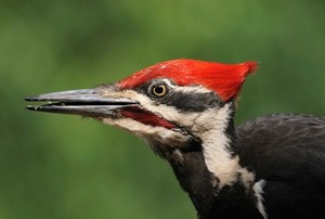 A closeup view of a male Pileated Woodpecker.