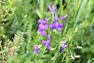 A vibrant macro image of blue Larkspur flowers.