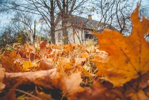 A house in the background with leaves in the foreground.