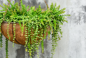 A planter.