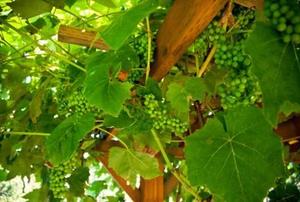 A home grape arbor.