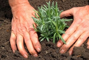 Planting rosemary in the soil with bare hands.