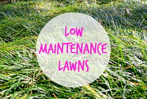 A scene of long grass with the text "low maintenance lawns."
