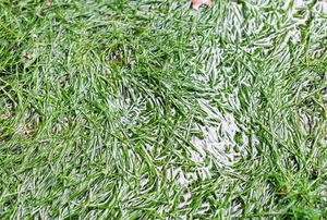 lawn grass flooded with heavy rain