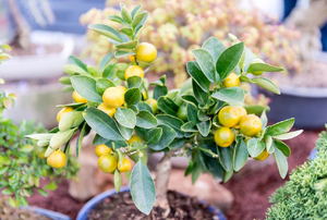 A dwarf citrus tree in a container.