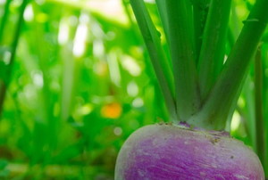 growing turnips with thick, green stems