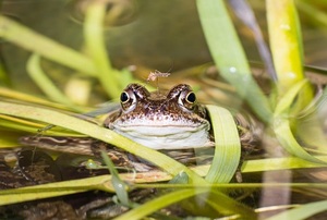 A frog in water surrounded by vegetation.