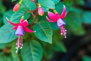 fuchsia plant