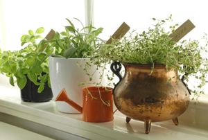 A shelf with plants