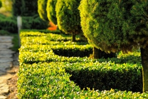 square hedges around trees