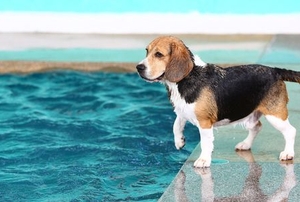 A small dog looks over the edge of a swimming pool.